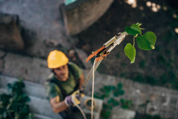 Best Large Tree Removal  in USA